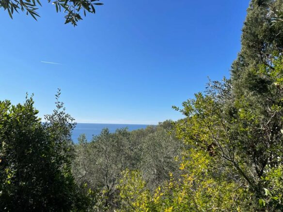 Land Plot 35000 M² Available In Corfu’s Landscape