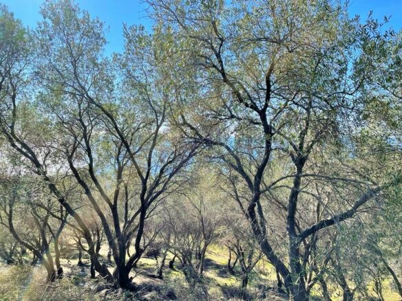 Land Plot 35000 M² Available In Corfu’s Landscape