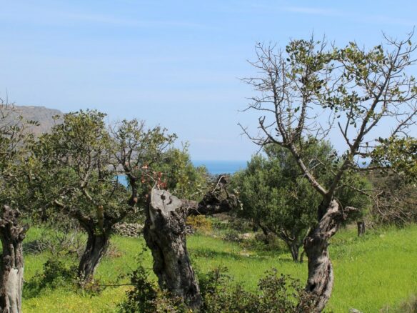 Land In Agios Nikolaos, Greece