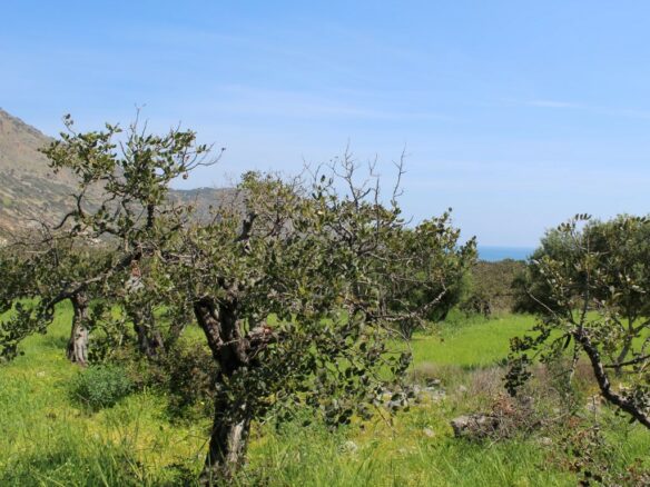 Land In Agios Nikolaos, Greece