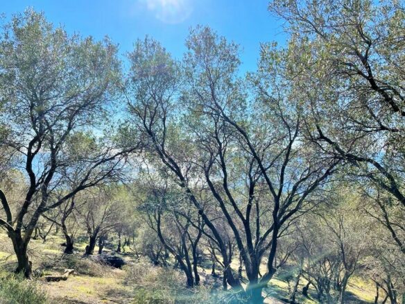 Land Plot 35000 M² Available In Corfu’s Landscape