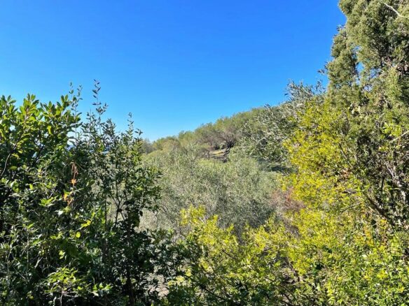 Land Plot 35000 M² Available In Corfu’s Landscape