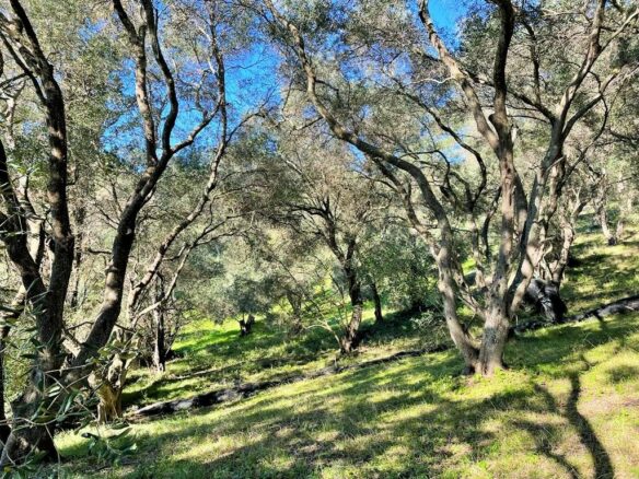 Land Plot 35000 M² Available In Corfu’s Landscape