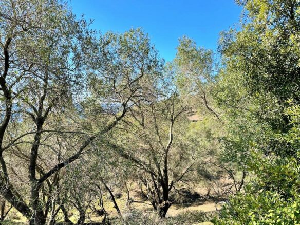 Land Plot 35000 M² Available In Corfu’s Landscape