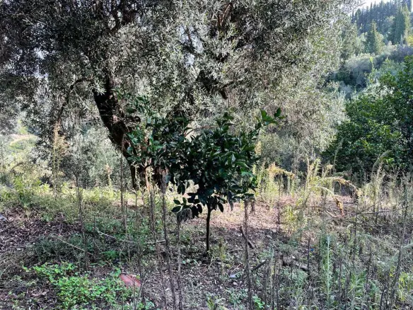 Land In Corfu, Greece