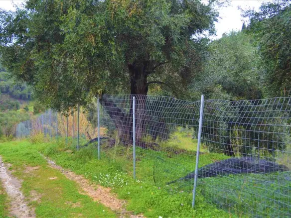 Land In Corfu, Greece