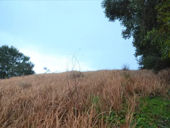 Land In Corfu, Greece