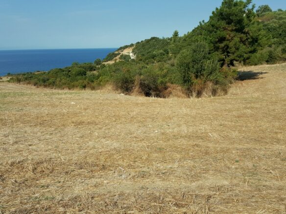 Land Plot Of 7000 M² Available In Athos, Chalkidiki