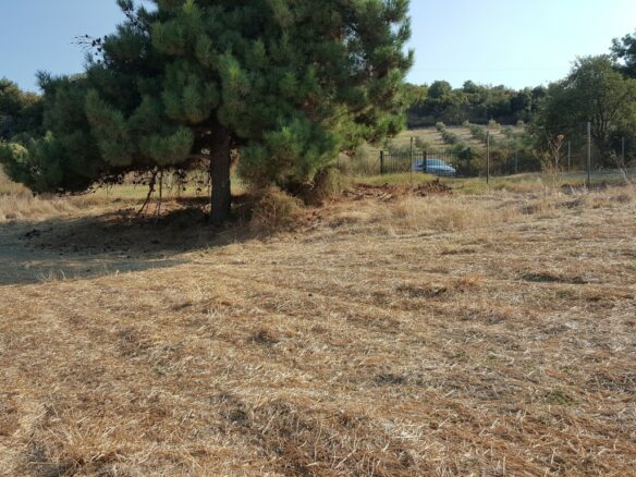 Land Plot Of 7000 M² Available In Athos, Chalkidiki