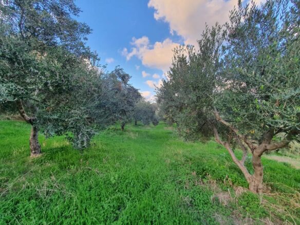 Land Plot Of 2225 M² Available In Crete Region