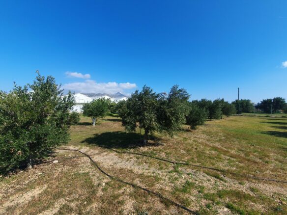 Business In Ierapetra, Greece (335 M²)