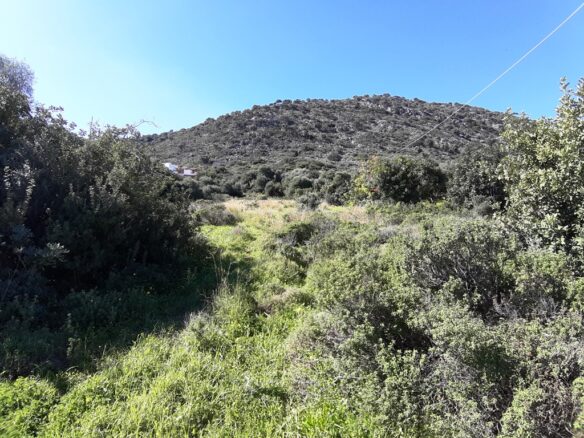 Land In Mallia, Greece