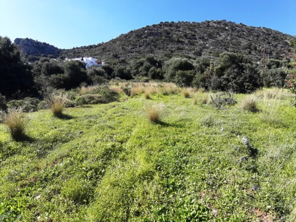 Land In Mallia, Greece