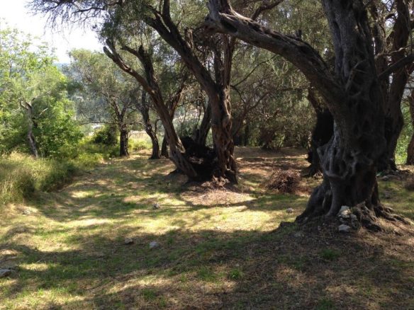 Land In Corfu, Greece