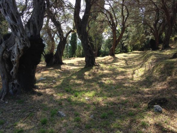 Land In Corfu, Greece