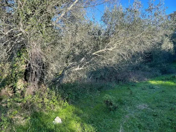 Land In Corfu, Greece