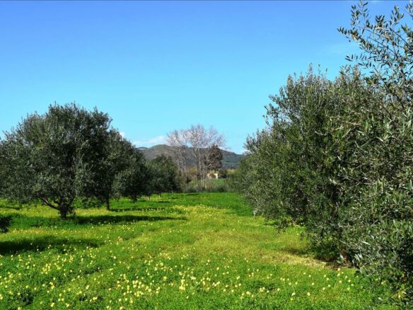 Land In Greece