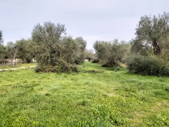 Plot Of Land 2307 M² Located In Corfu Region