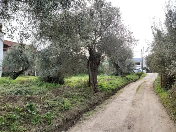 Plot Of Land 2307 M² Located In Corfu Region