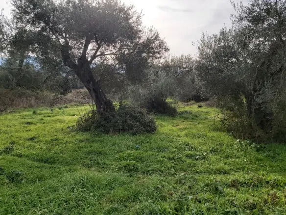 Plot Of Land 2307 M² Located In Corfu Region
