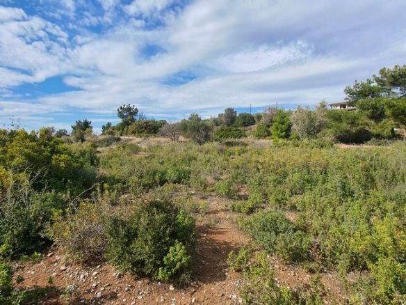 Land Opportunity 4913 M² In Sithonia Chalkidiki Region