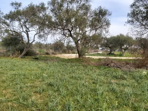 Land Parcel 2078 M² Located In Corfu Island