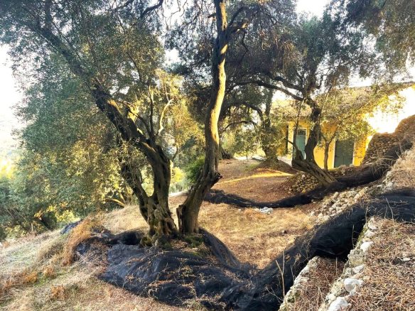 Land Plot Of 1035 M² Available In Corfu
