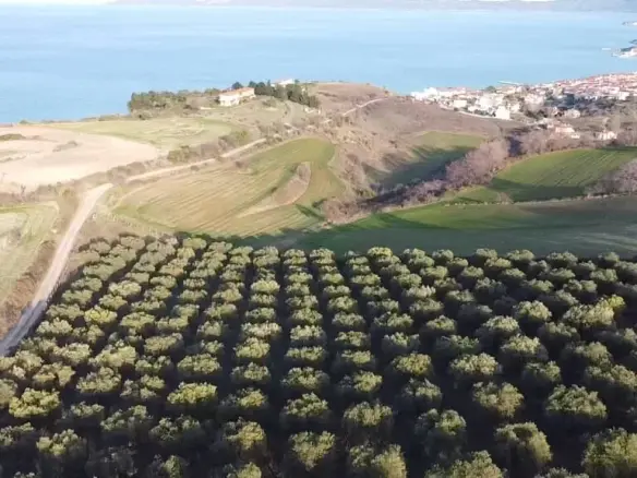 Land Parcel 5625 M² Located In Sithonia, Chalkidiki