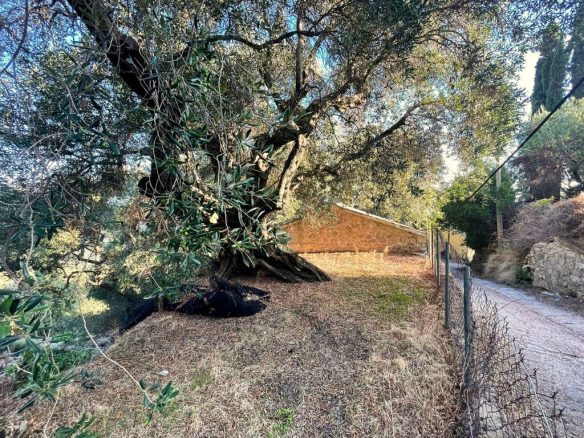 Land Plot Of 1035 M² Available In Corfu