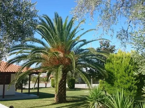 Hotel Property 250 M² Located On Thassos Island