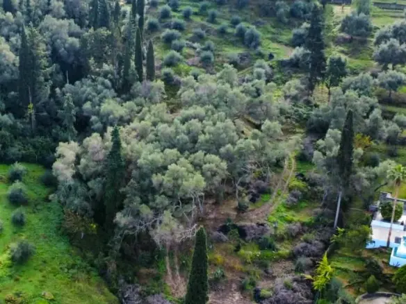 7000 M² Plot Available In Corfu
