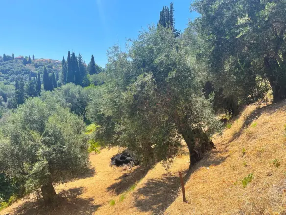 Land Plot 1700 M² Available In Corfu Region