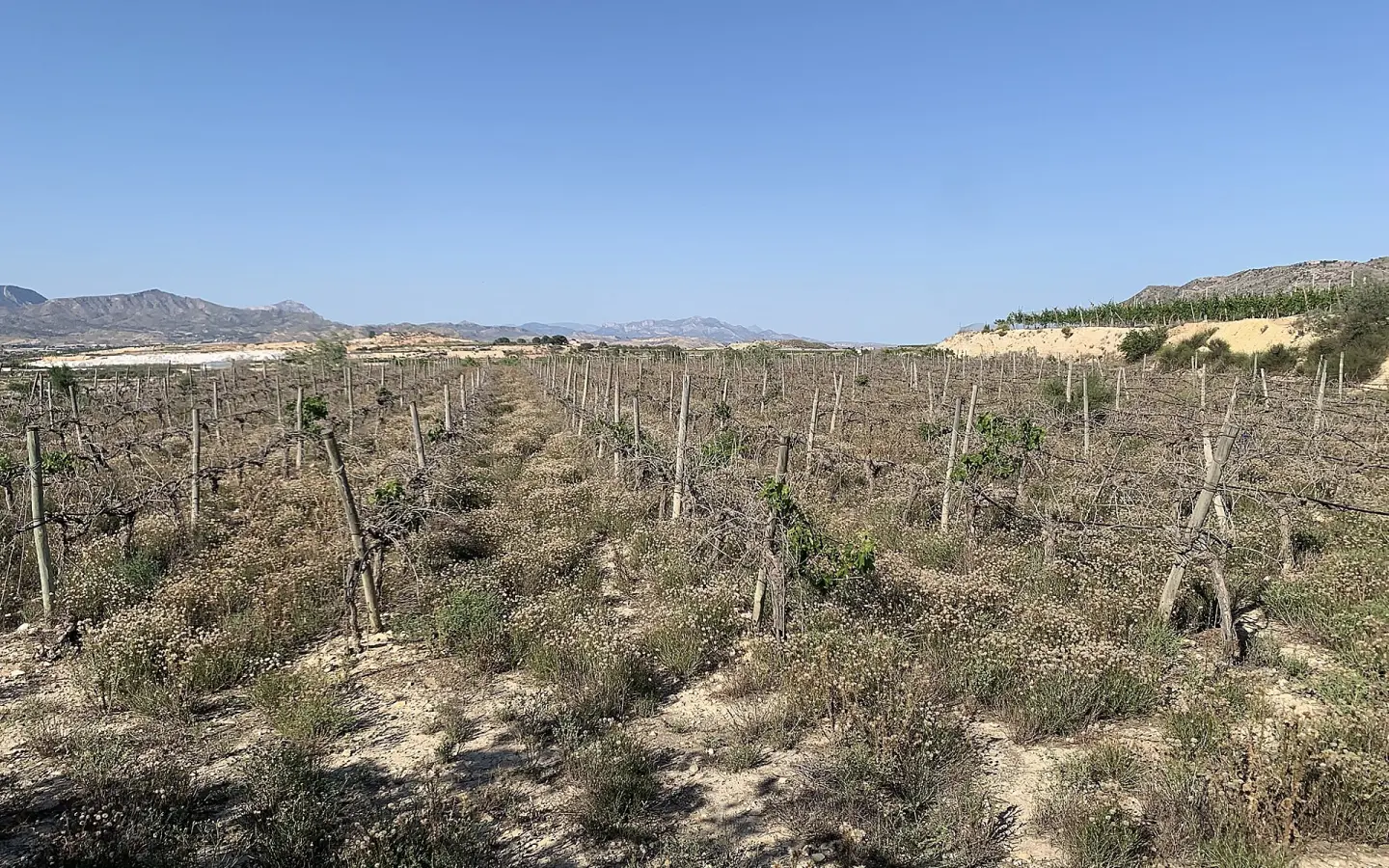 Land In Monforte Del Cid, Spain (11.516 M² Plot)