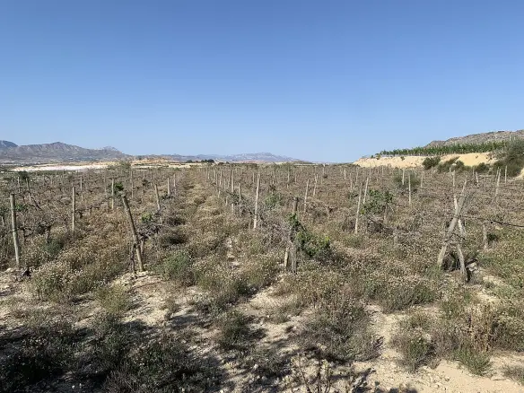 Land In Monforte Del Cid, Spain (11.516 M² Plot)
