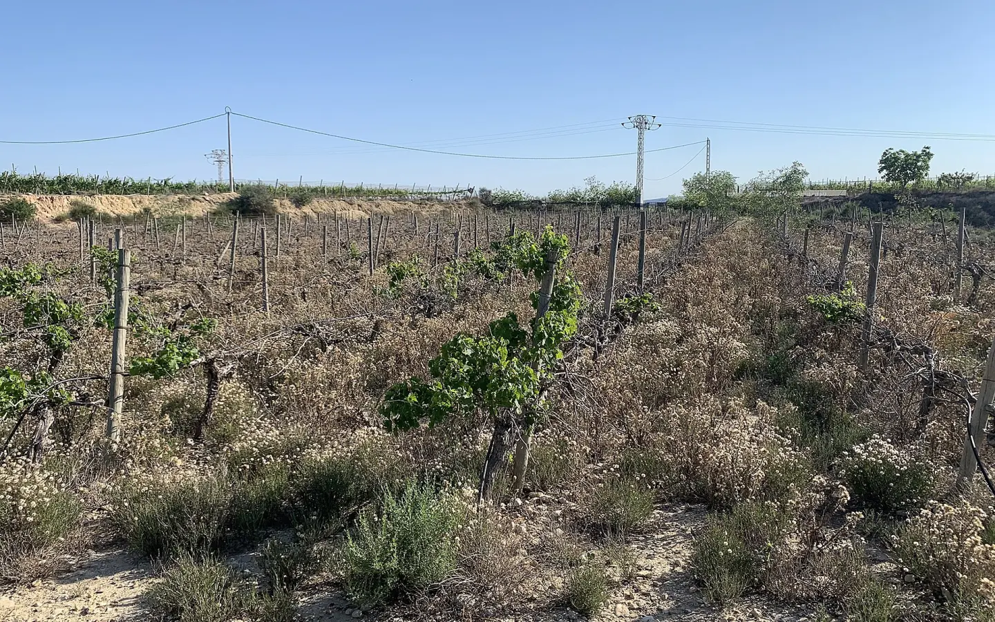 Land In Monforte Del Cid, Spain (11.516 M² Plot)