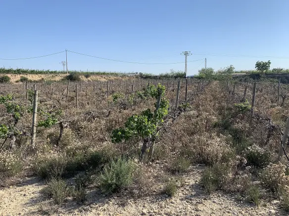 Land In Monforte Del Cid, Spain (11.516 M² Plot)