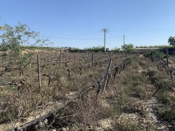 Land In Monforte Del Cid, Spain (11.516 M² Plot)
