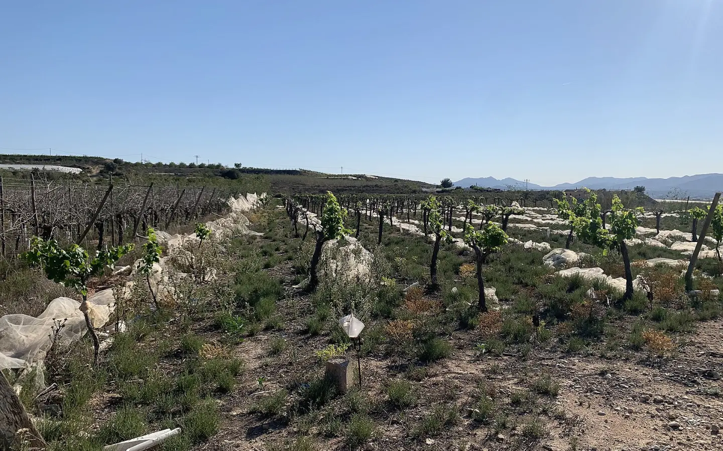 Land In Monforte Del Cid, Spain (17.816 M² Plot)