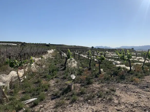 Land In Monforte Del Cid, Spain (17.816 M² Plot)