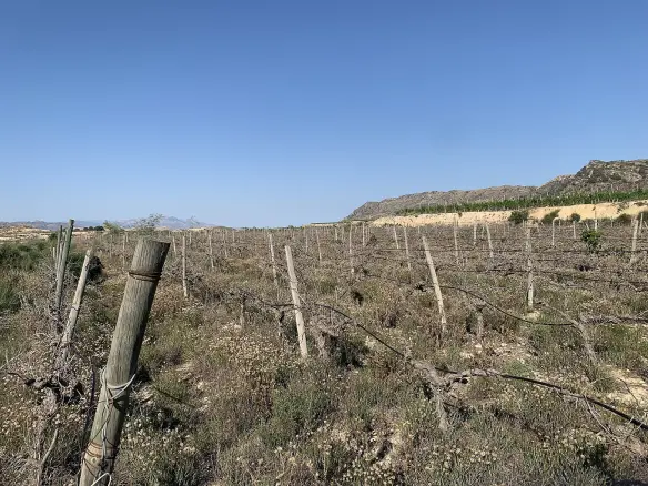 Land In Monforte Del Cid, Spain (11.516 M² Plot)
