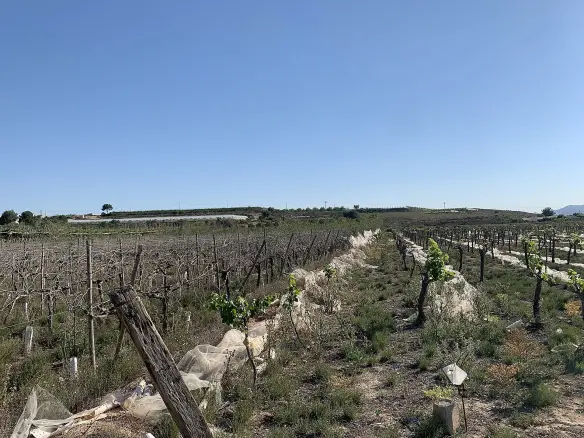 Land In Monforte Del Cid, Spain (17.816 M² Plot)