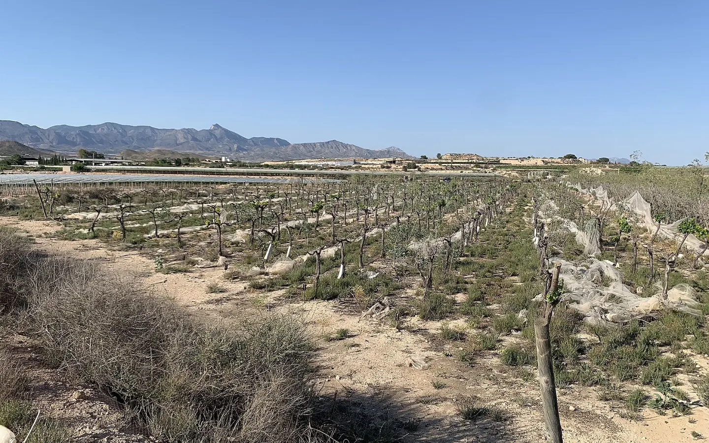 Land In Monforte Del Cid, Spain (17.816 M² Plot)