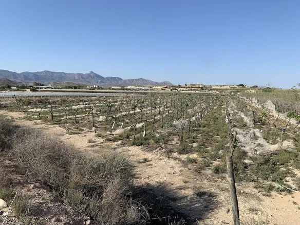 Land In Monforte Del Cid, Spain (17.816 M² Plot)