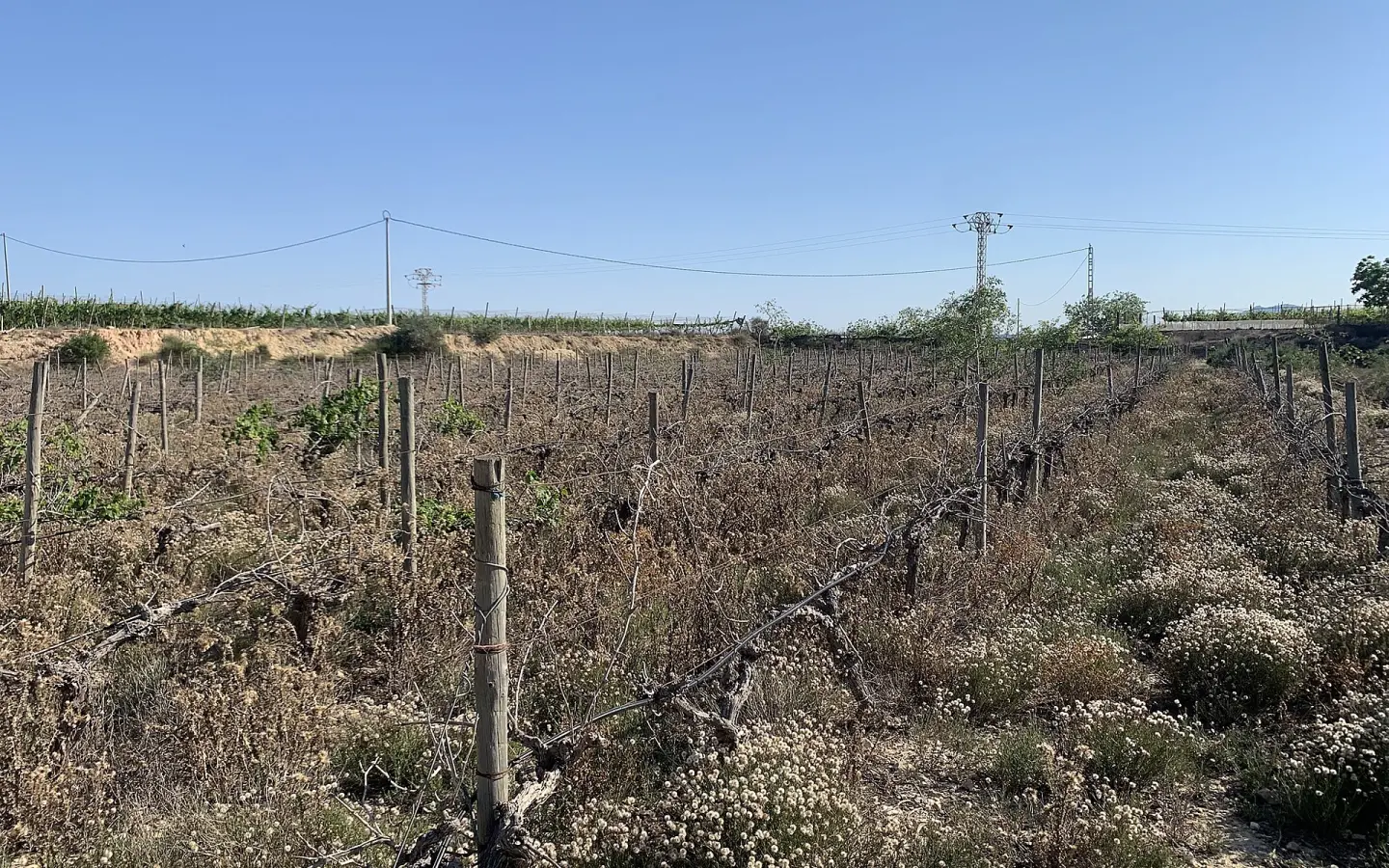 Land In Monforte Del Cid, Spain (11.516 M² Plot)