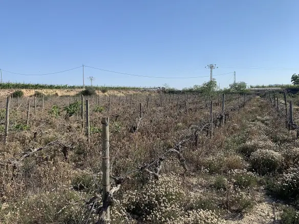 Land In Monforte Del Cid, Spain (11.516 M² Plot)