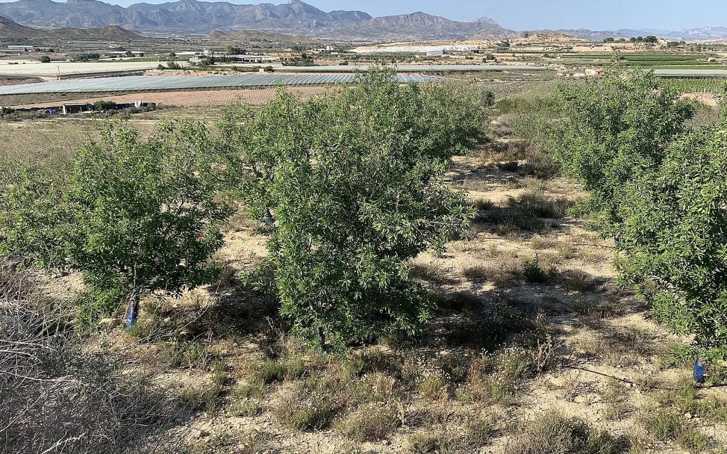 Land In Monforte Del Cid, Spain (11.516 M² Plot)