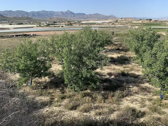 Land In Monforte Del Cid, Spain (11.516 M² Plot)