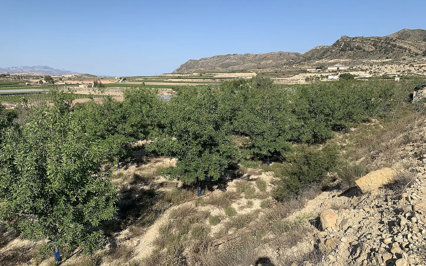 Land In Monforte Del Cid, Spain (11.516 M² Plot)