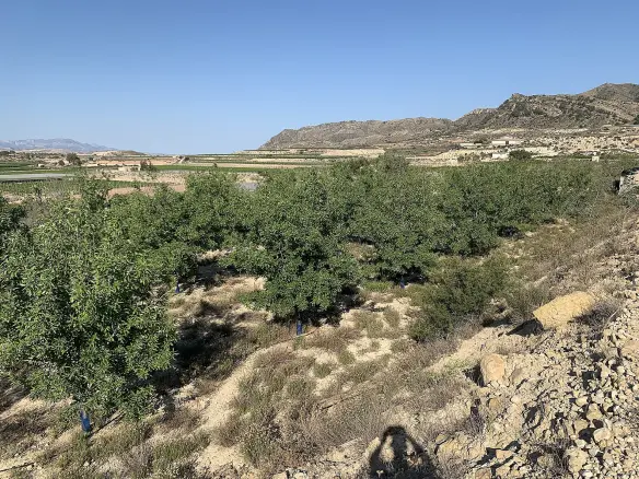 Land In Monforte Del Cid, Spain (11.516 M² Plot)