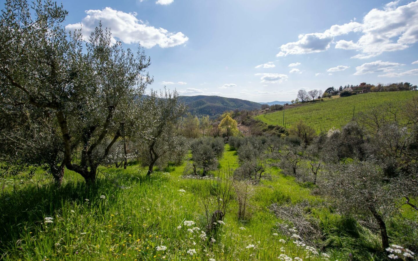 Emozioni Toscane